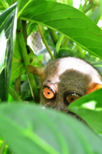 Camera-shy Tarsier ^_^